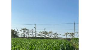 台灣吉屋網 - 鹽水台灣詩路旁平坦美農地