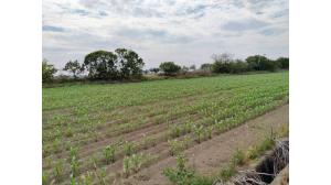 台灣吉屋網 - 鹽水歡雅國小大面寬農地																			